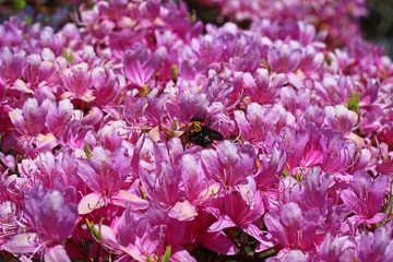 Spring Cherry blossoms, pink flowers