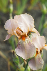 Fototapeta na wymiar Iris flower with light pink petals 