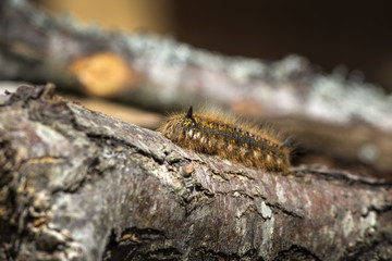 hairy caterpillar crawling on the brown line from the bottom