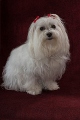 Maltese / Maltese with red bows sitting on a red velvet chair