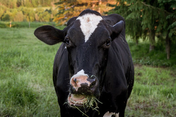 cow eating hay in the pasture
