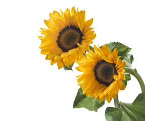 Double sunflower isolated on white background as package and poster design element