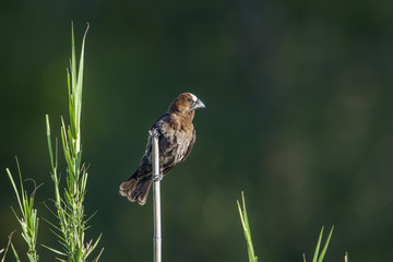 Grosbeak Weaver in Kruger National park, South Africa