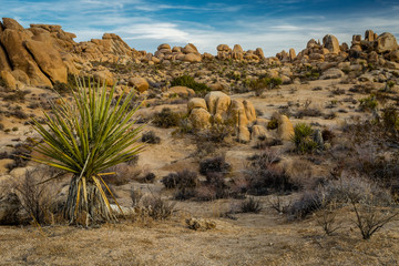 "Joshua Tree"  The Mojave and Colorado Deserts transition in Joshua Tree National Park. The unique rock formations make it stand out from other nearby desert regions.
