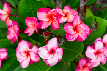 Branch of tropical red flowers frangipani (plumeria) on green le