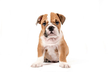 Cute puppy of English Bulldog - 113979150