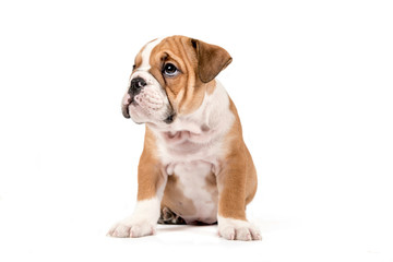 Cute puppy of English Bulldog