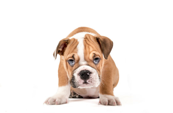 Portrait of english bulldog puppy