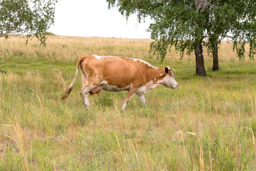 cow grazing in the grass
