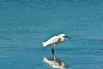 Snowy Egret hunting in a tropical pond