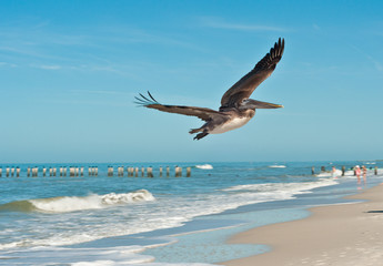 Fototapeta na wymiar Brown Pelican flying over tropical shoreline