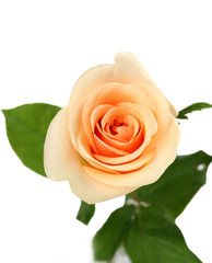 Orange rose on a white background