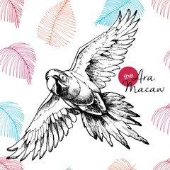 Vector hand drawn illustration of ara macaw parrot. Engraved vintage style exotic bird collection decorated with palm leaves. Wild animals portrait. © logaryphmic