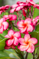 Branch of tropical red flowers frangipani (plumeria) on green le