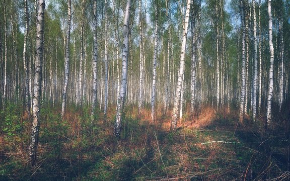 Fototapeta Birch / Floodplain forest in Hungary
