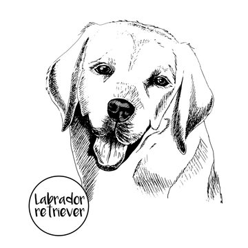 Vector close up portrait of labrador retriever. Hand drawn domectic dog illustation. Vintage engraved style. Isolated on white background.