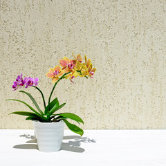 Two small orchids on wooden background