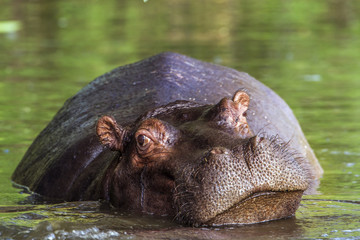 Hippopotamus in Kruger National park, South Africa