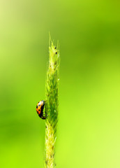ladybug sitting on the blade of grass
