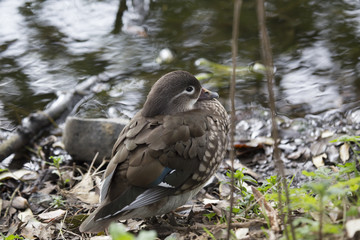 Mandarin Duck (Aix galericulata)