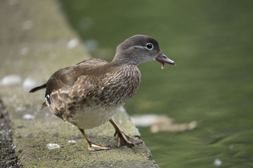 Mandarin Duck (Aix galericulata)