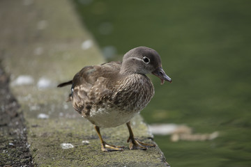 Mandarin Duck (Aix galericulata)