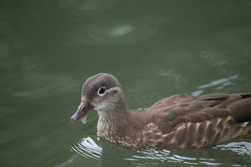 Mandarin Duck (Aix galericulata)