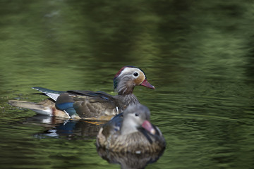 Mandarin Duck (Aix galericulata)