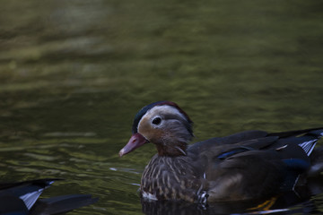 Mandarin Duck (Aix galericulata)