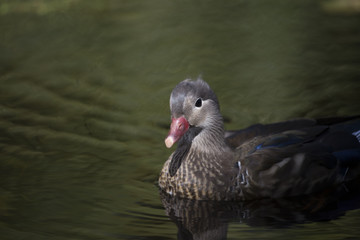 Mandarin Duck (Aix galericulata)