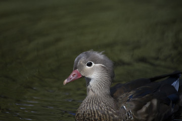 Mandarin Duck (Aix galericulata)