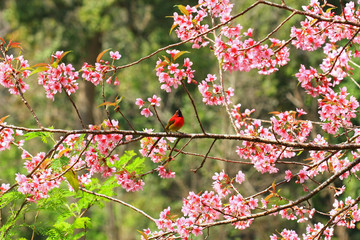 Beautiful bird on tree branch