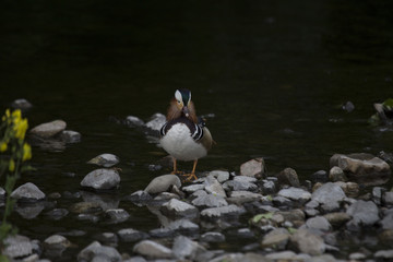 Mandarin Duck (Aix galericulata)