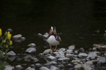 Mandarin Duck (Aix galericulata)