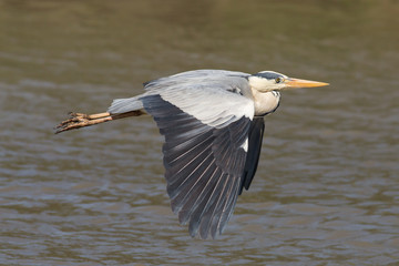 Flying grey heron (ardea cinerea), Camargue, France
