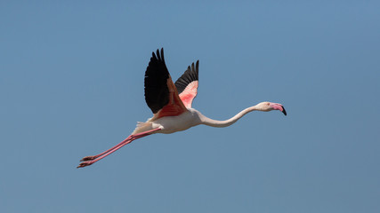 Flying Greater flamingo (Phoenicopterus roseus), Camargue, France - obrazy, fototapety, plakaty