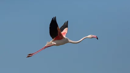 Foto auf Acrylglas Flamingo Fliegender Rosaflamingo (Phoenicopterus Roseus), Camargue, Frankreich