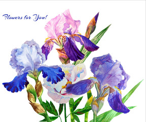 Blue irises. Watercolor flowers 