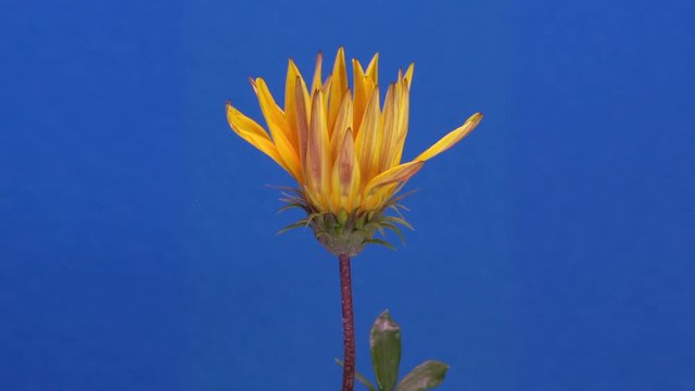 yellow flower time lapse