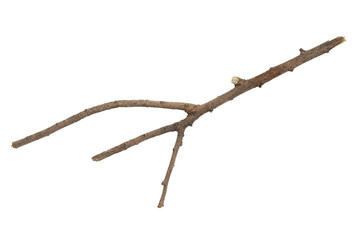 branch