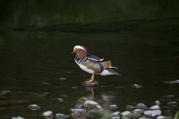 Mandarin Duck (Aix galericulata)