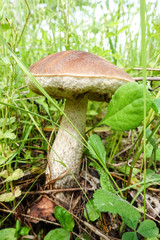 Mushroom boletus