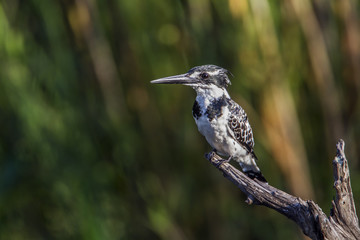 Pied kingfisher in Kruger National park, South Africa