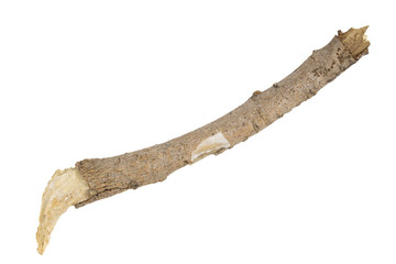 branch