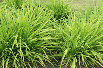 clump of grass