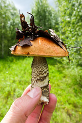 Boletus mushroom in his hand