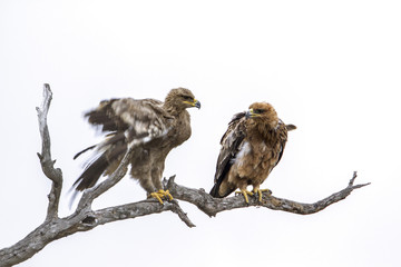Tawny Eagle isolated in white background