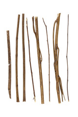 branch