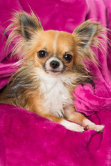 Chihuahua auf rosa Decke