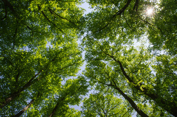 Under the linden trees